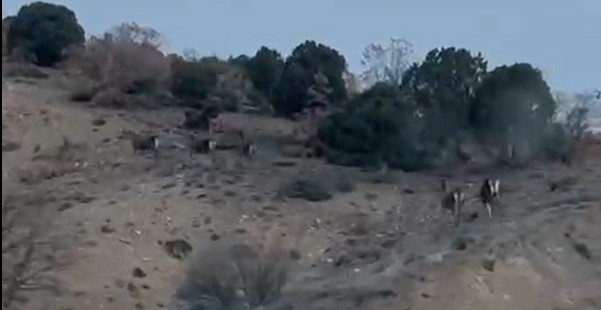 mihaliccikta-kacisan-10-geyik-boyle-goruntulendi