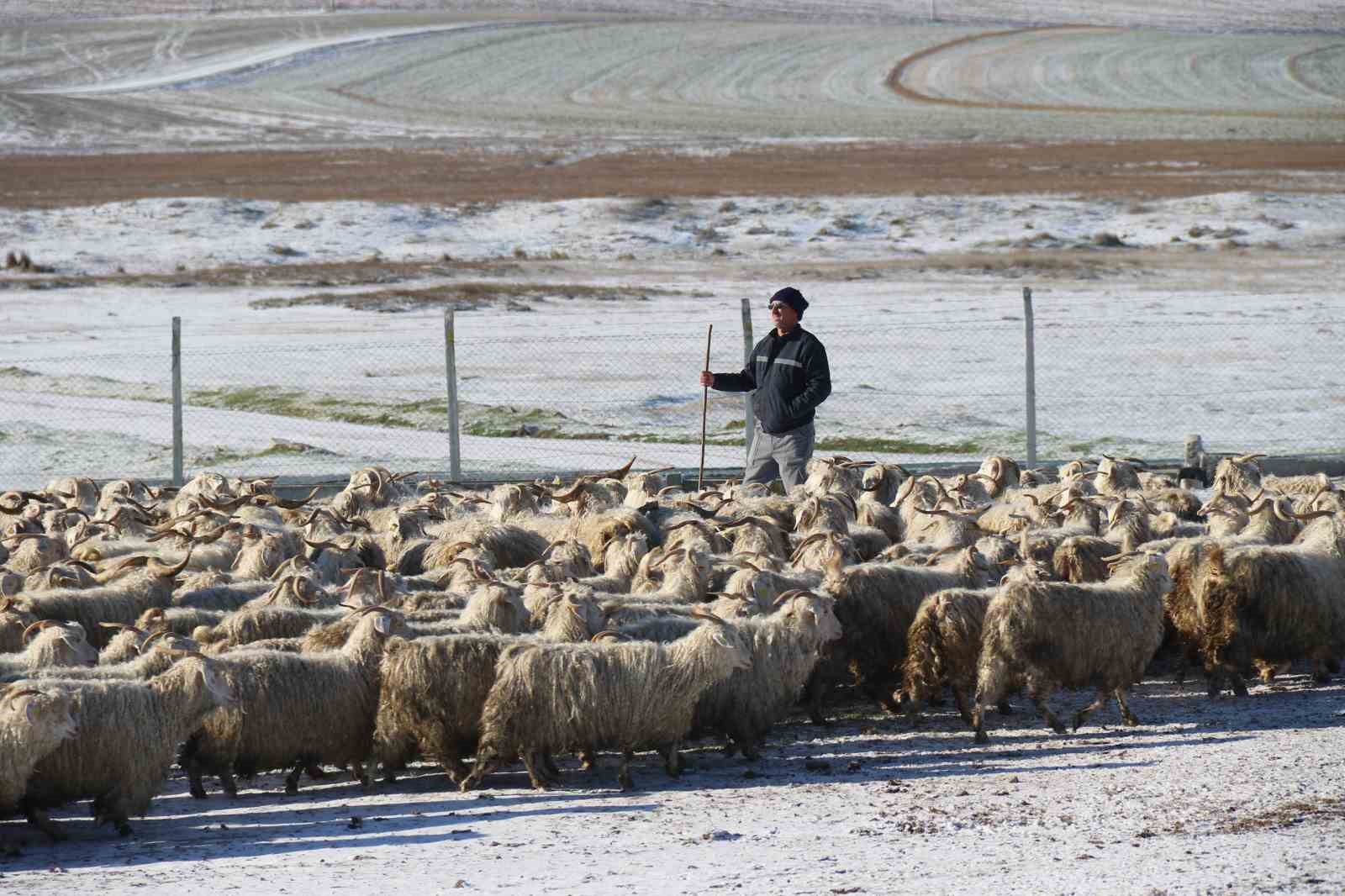 nesli-tukenme-tehlikesi-altinda-olan-bin-200-ankara-kecisine-gozleri-gibi-bakiyorlar