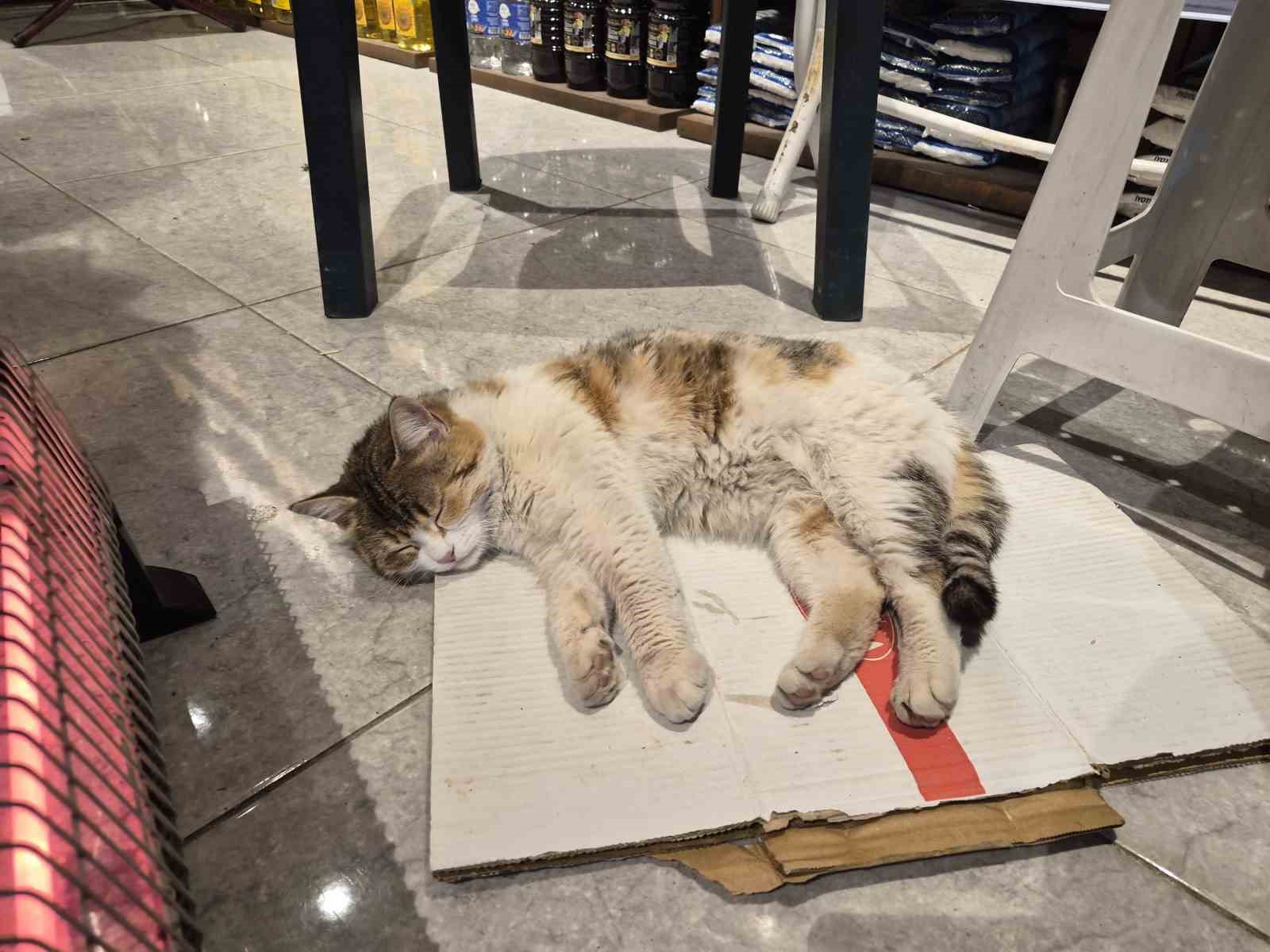 soguktan-usuyen-kedi-elektrikli-isiticinin-karsisinda-dinlendi