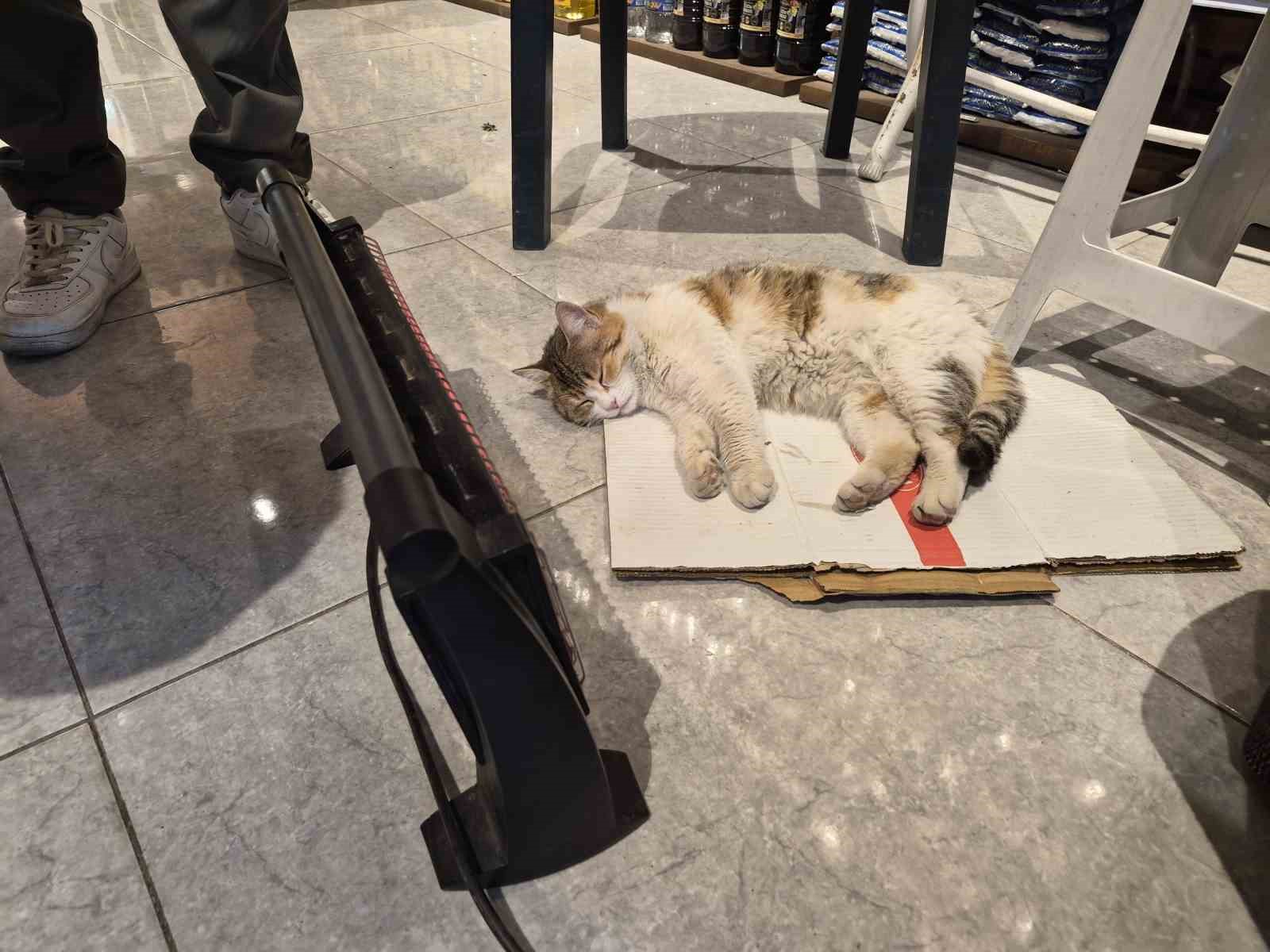 soguktan-usuyen-kedi-elektrikli-isiticinin-karsisinda-dinlendi