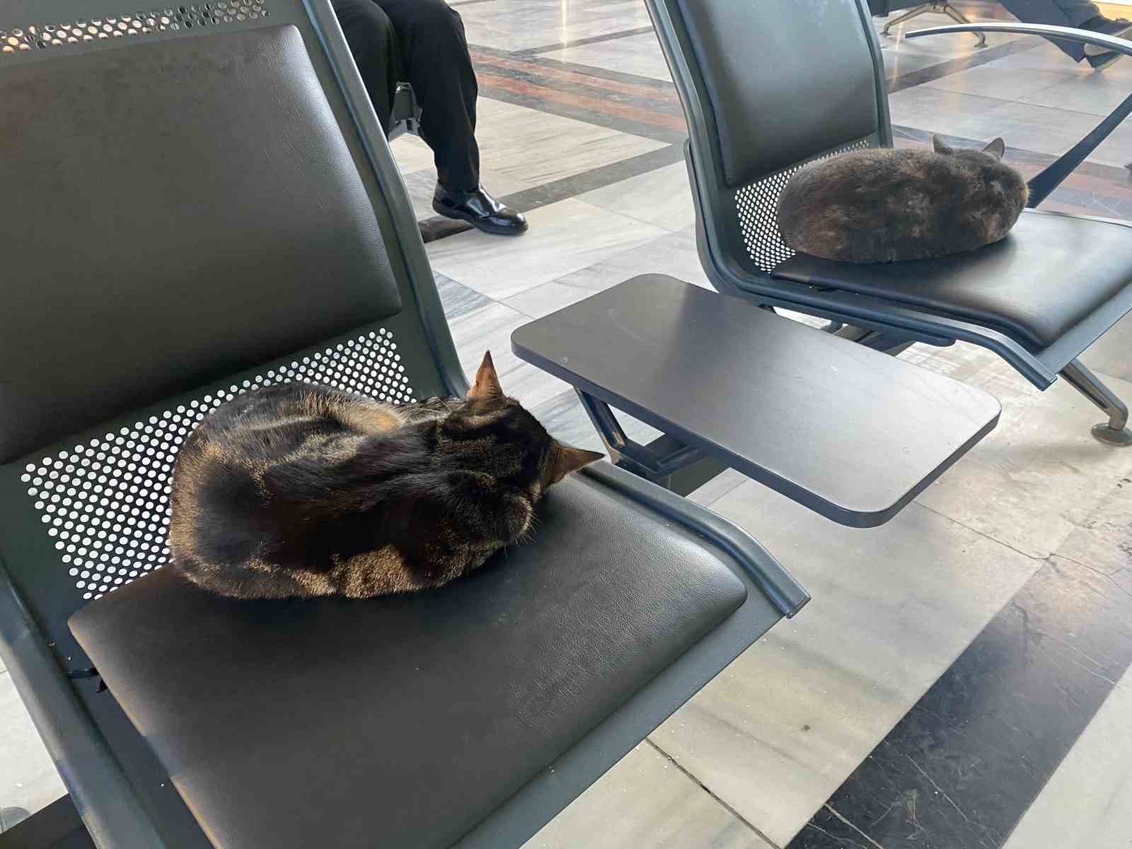 soguktan-usuyen-sokak-kedileri-tren-garina-isindi