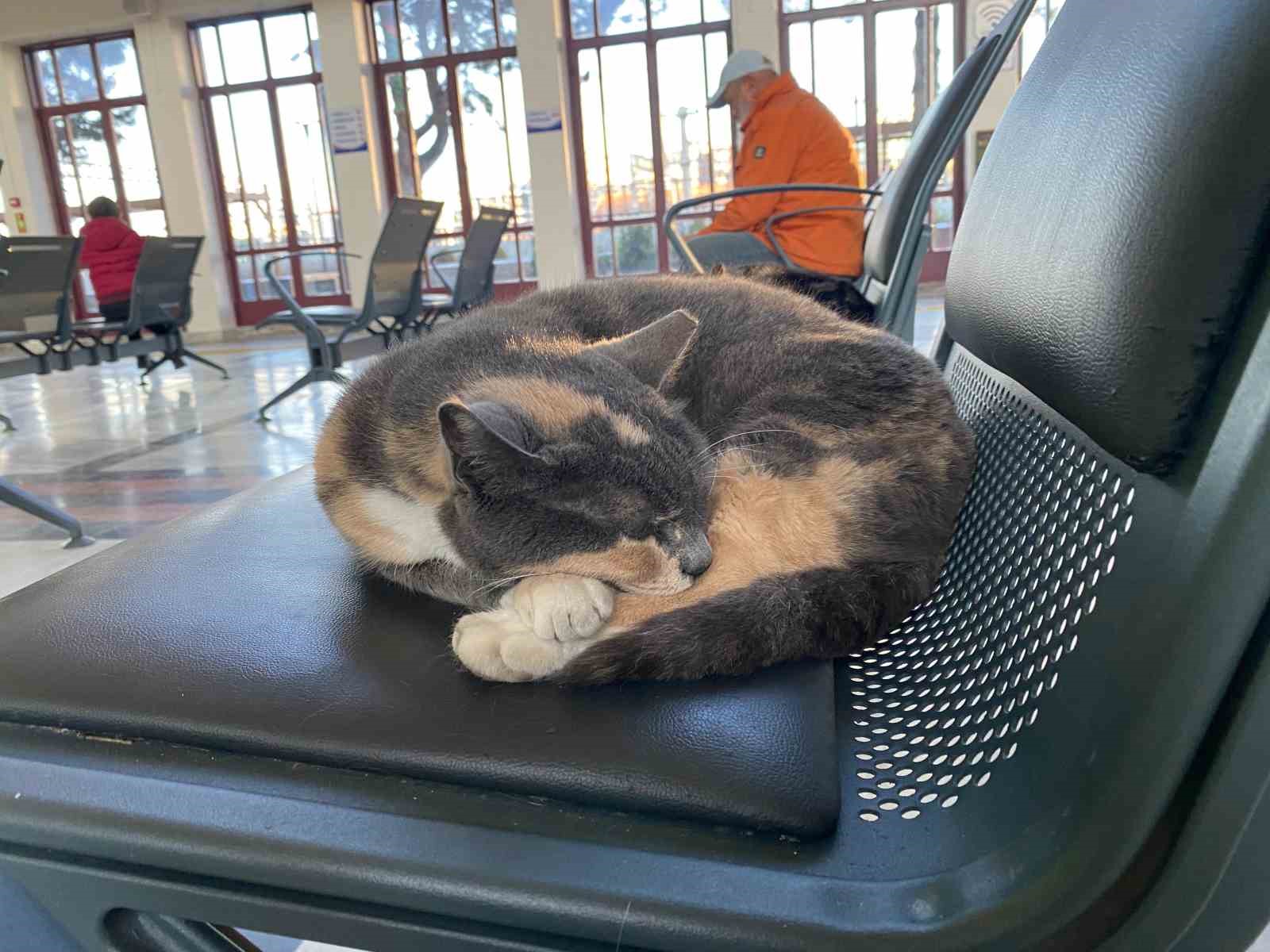 soguktan-usuyen-sokak-kedileri-tren-garina-isindi