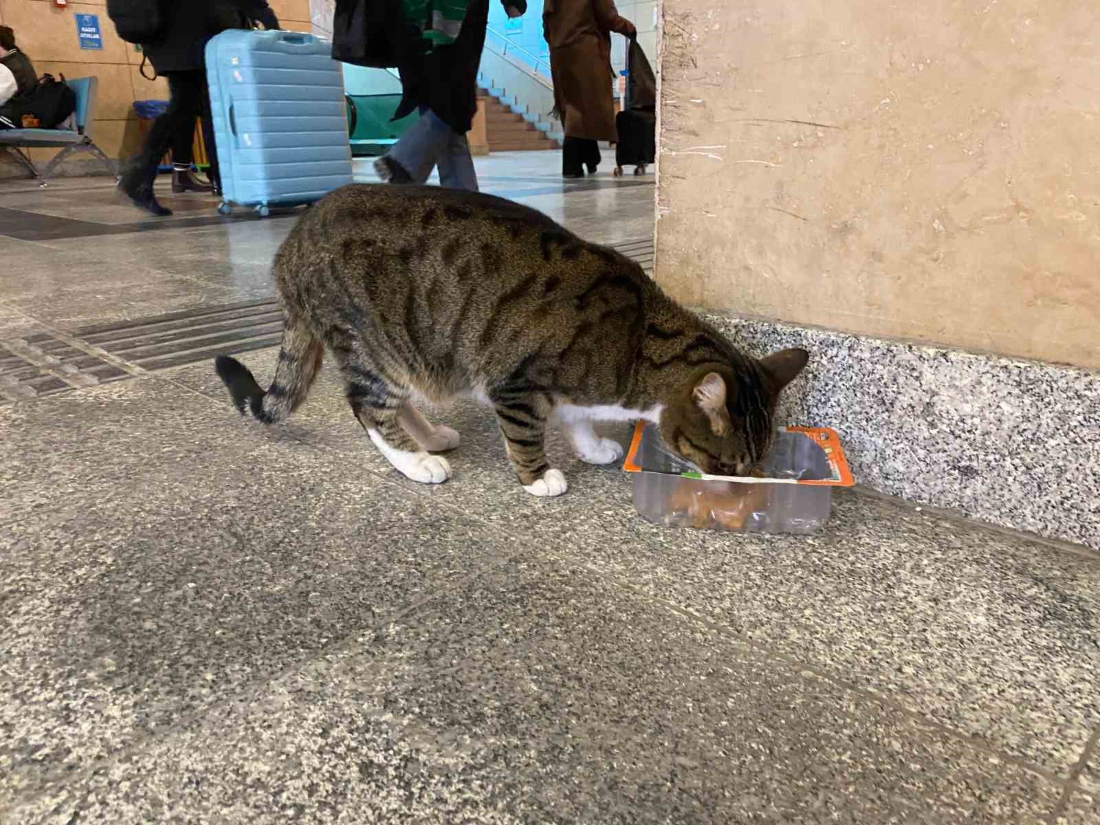 soguktan-usuyen-sokak-kedileri-tren-garina-isindi