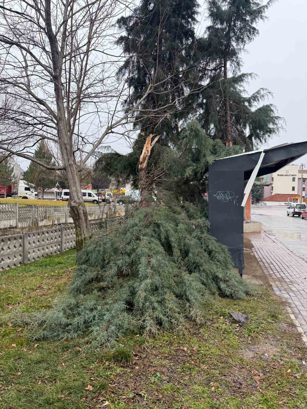 tavsanlida-siddetli-ruzgar-agac-devirdi