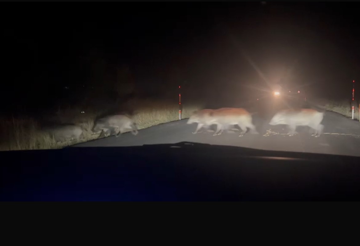 yolun-karsisina-gecen-domuz-surusu-sasirtti