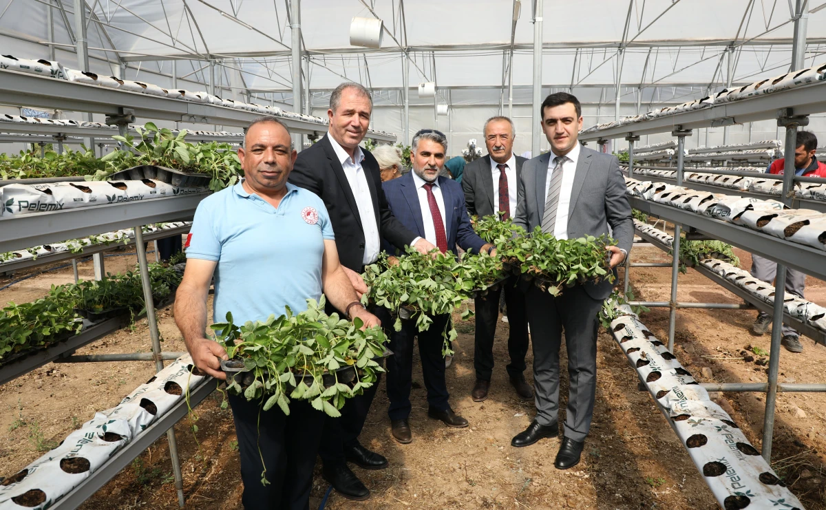 Sarıcakaya'da çilekler, topraksız tarım ve su kültürü tekniği ile yetişecek 